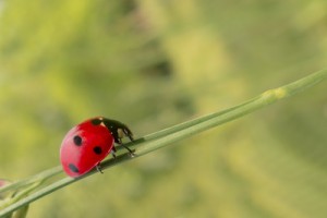 Fragen der Taktik und das richtige Löschmittel bestimmen maßgeblich den Einsatzerfolg.