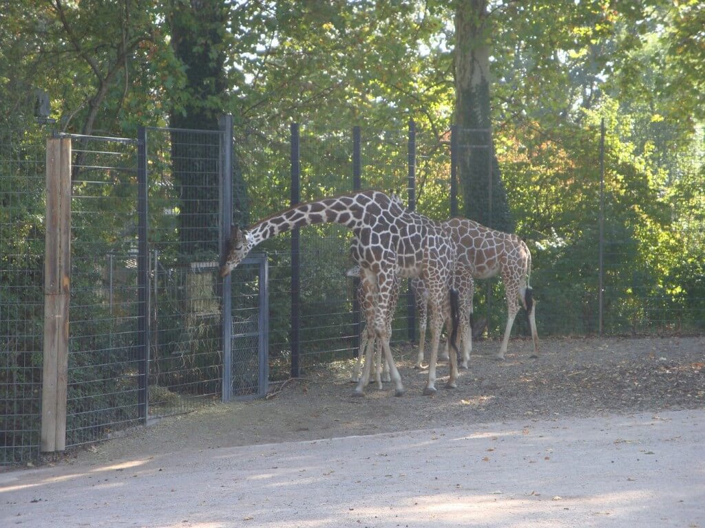 Jugendfeuerwehr: Ausflug Wilhelma 2015