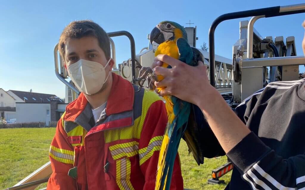 Tierrettung: Papagei auf Baum